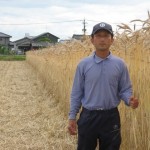 緑肥用の麦(2)